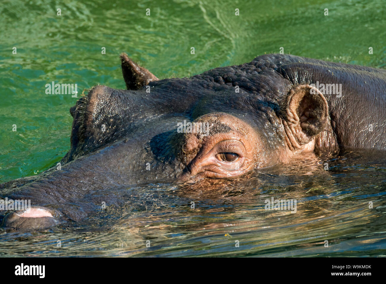 Untergetaucht gemeinsame Nilpferd / Flusspferd (Hippopotamus Amphibius) um durch Atmen auftauchen ausgesetzt Nase im Wasser des Flusses Stockfoto