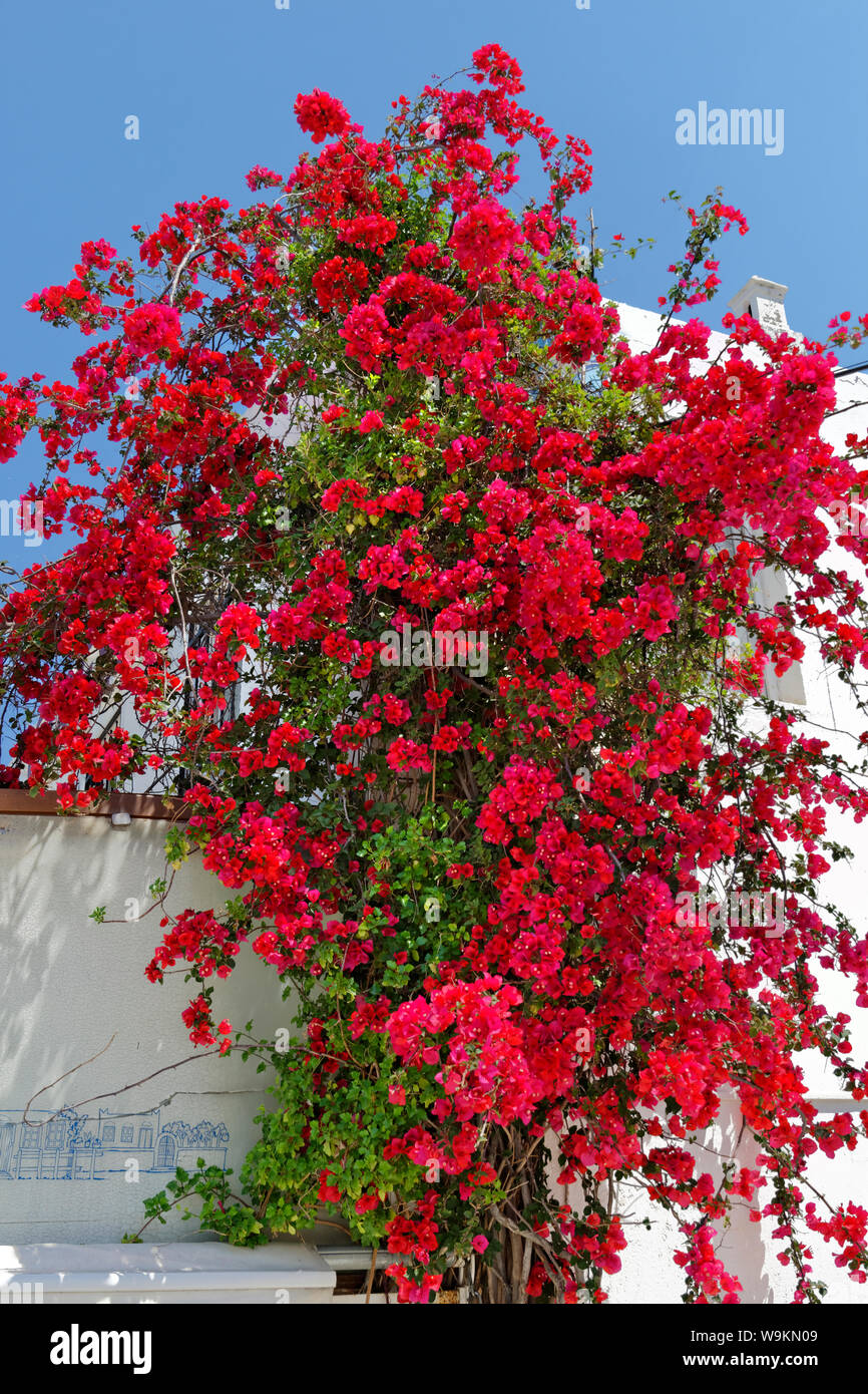 Red Bouganvillea Blumen Stockfoto