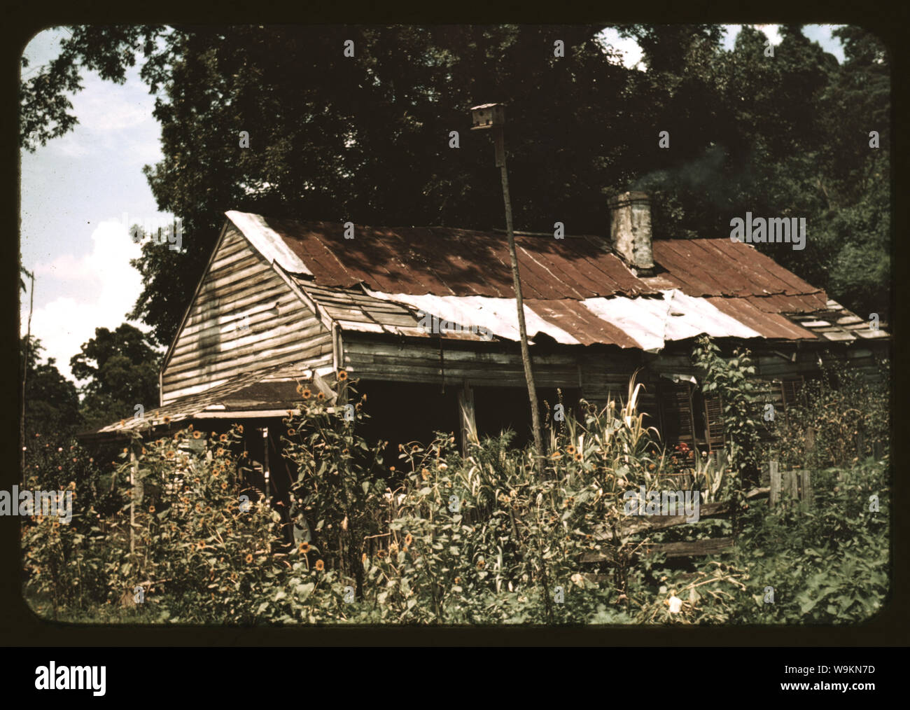 Ein altes Haus fast versteckt von Sonnenblumen, Rodney, Miss. Stockfoto