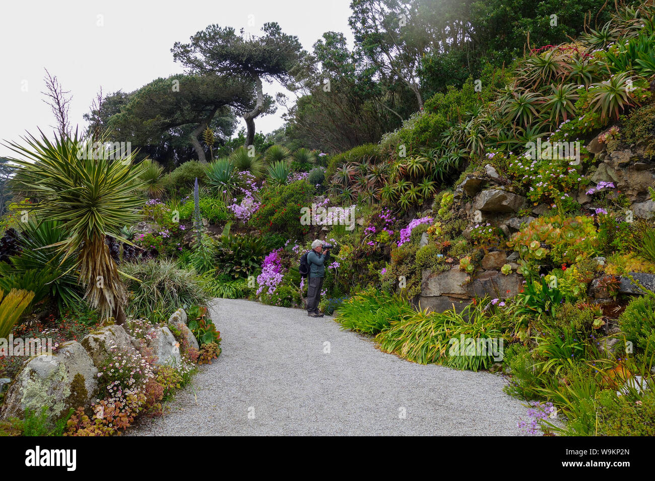 Tresco Abbey Gardens, Isles of Scilly, England, Großbritannien Stockfoto