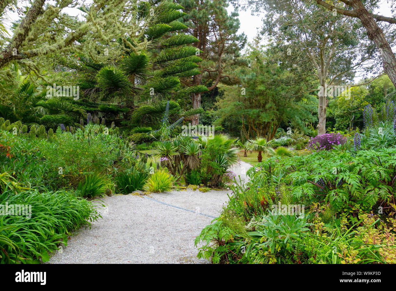 Tresco Abbey Gardens, Isles of Scilly, England, Großbritannien Stockfoto Tresco Abbey Gardens, Isles of Scilly, England, Großbritannien Stockfoto