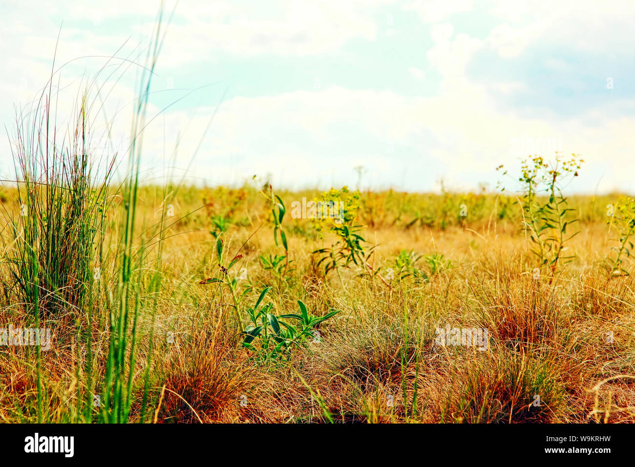 Native grass Prairies auf blauen bewölkten Himmel Hintergrund. Stockfoto