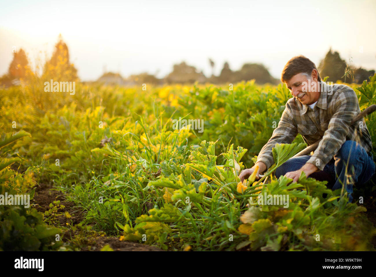 Ernte Landwirt Gemüse in einem Feld von Kulturpflanzen. Stockfoto