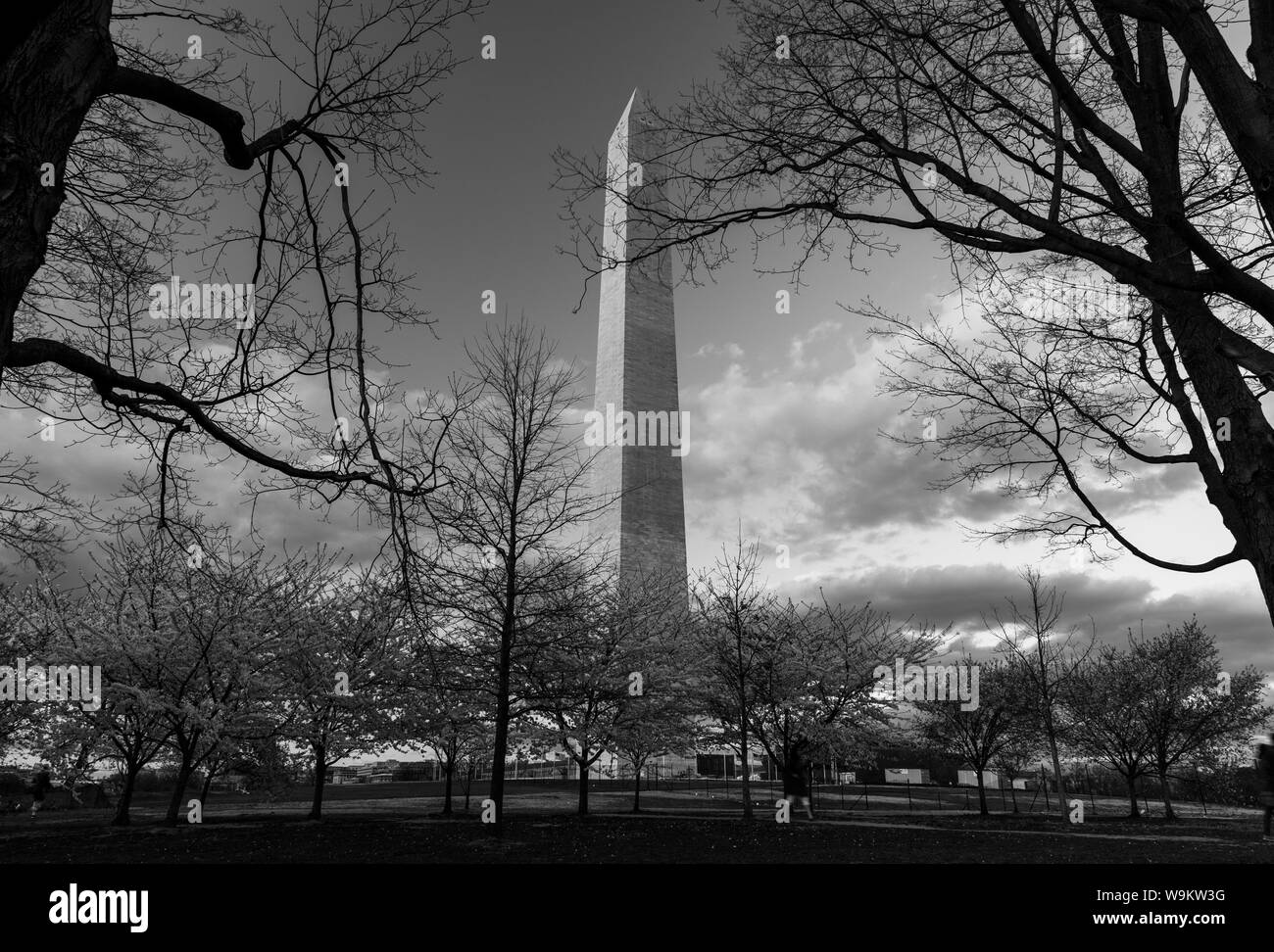 Ein schwarz-weißes Bild des Washington Monument als durch einige Kirschbäume in der Nähe gesehen. Stockfoto