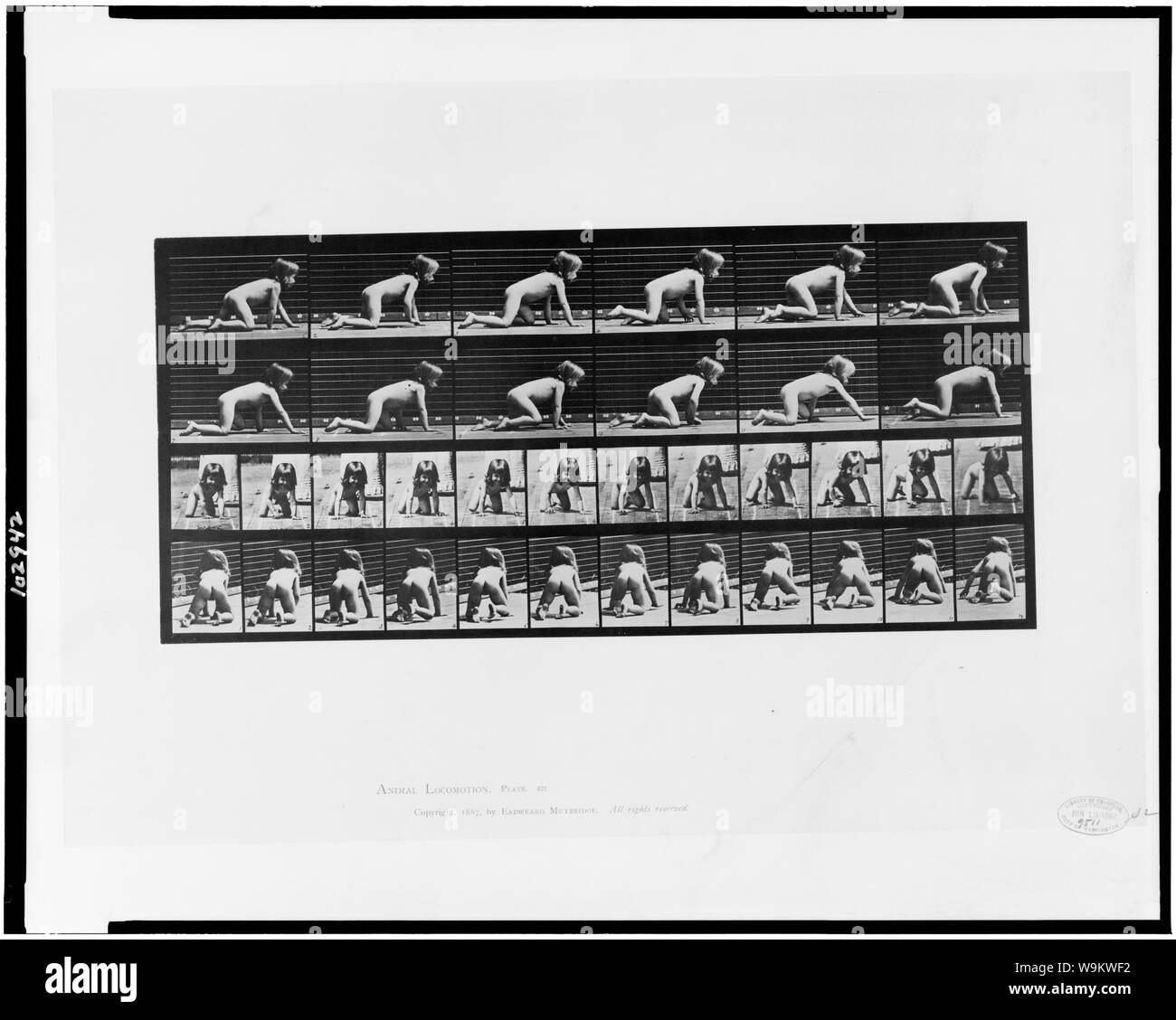 Tierische Fortbewegung Stockfoto