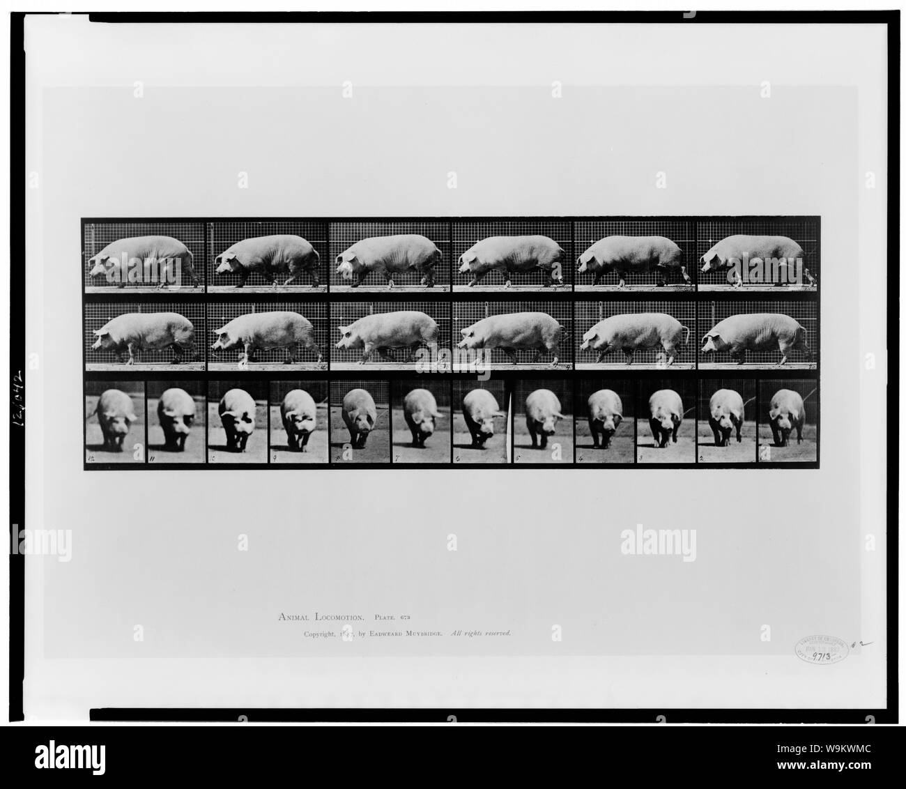 Tierische Fortbewegung Stockfoto