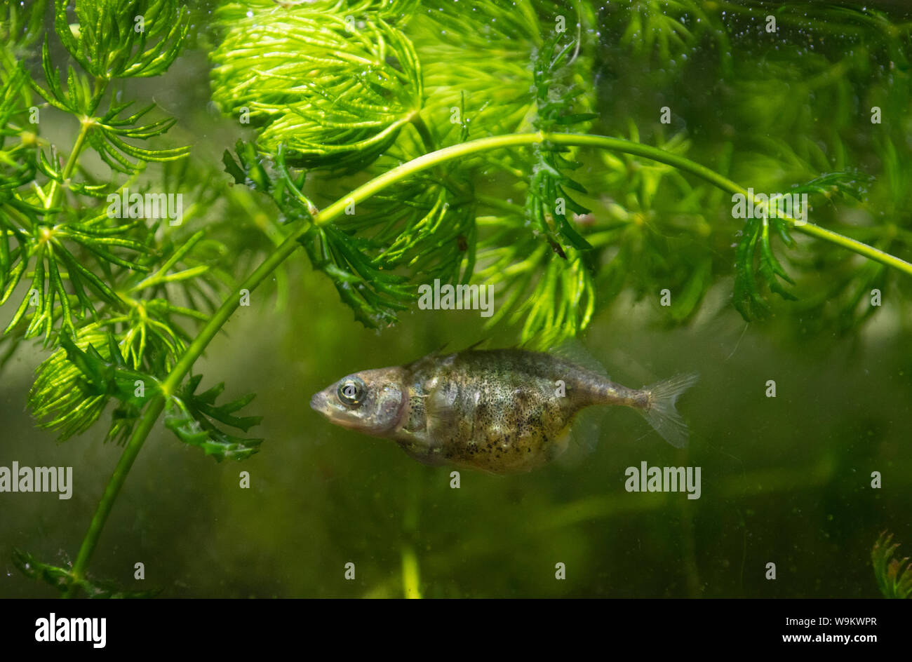 Dreistachliger Stichling Stockfotos und bilder Kaufen Alamy