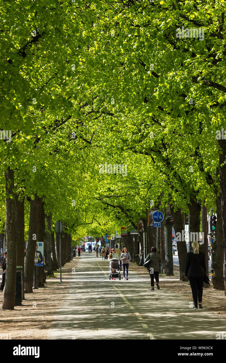 Stadtbild mit grün blühenden Baumbäumen in Ostermalstorgs Strandsvagen-Straße, Fußgängerweg, Stockholm. Schweden Stockfoto