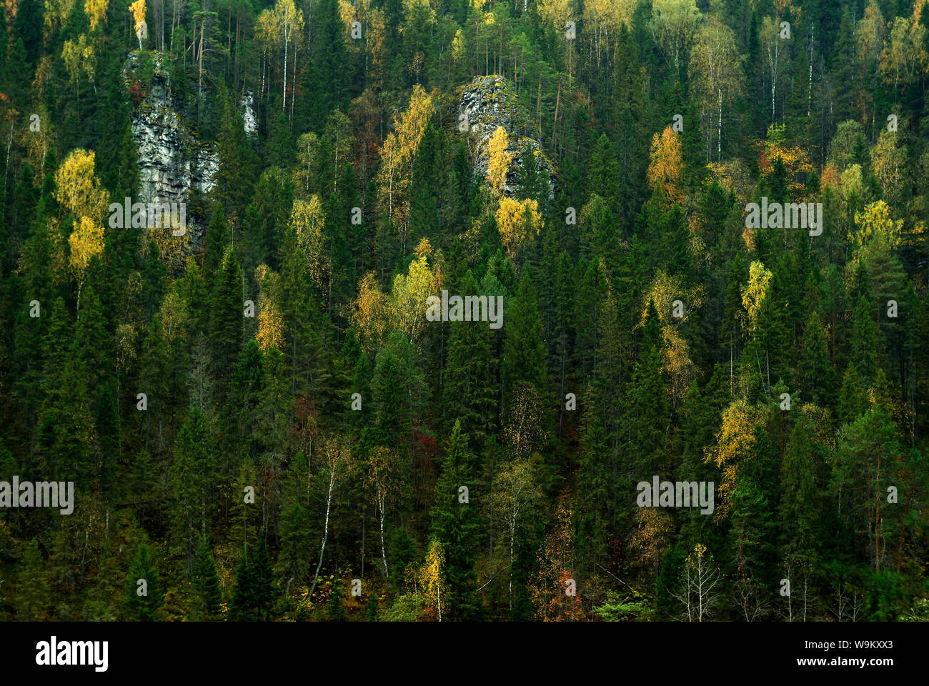 Hintergrund - der Hang eines Rocky Mountain mit Herbst nadelholz - Laubwald bewachsen Stockfoto