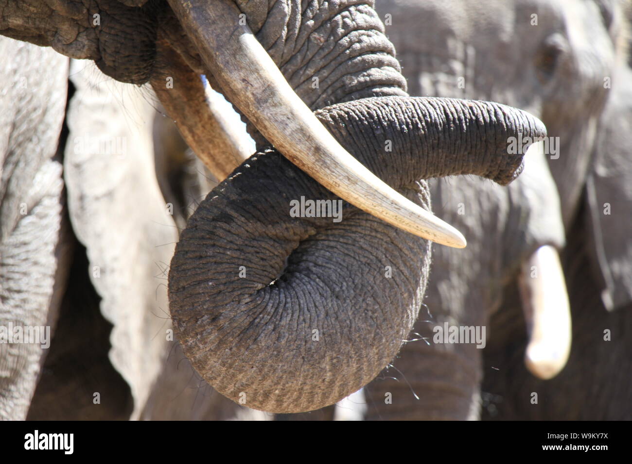 Hwange Elephant Hide Stockfoto