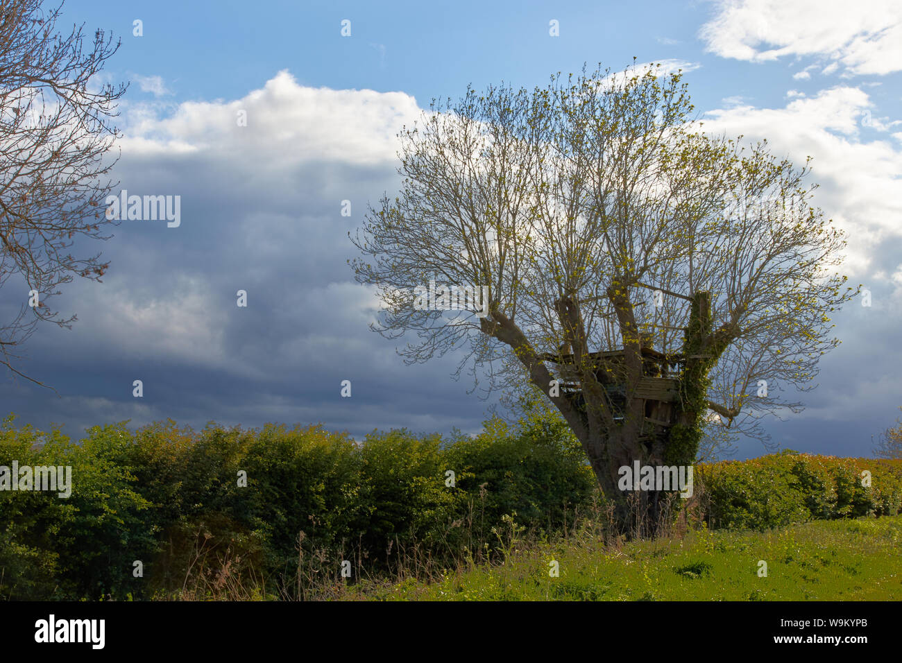 Eine alte Esche in einer Hecke mit den Resten eines alten Baumes Haus in Ihren Zweigstellen Stockfoto