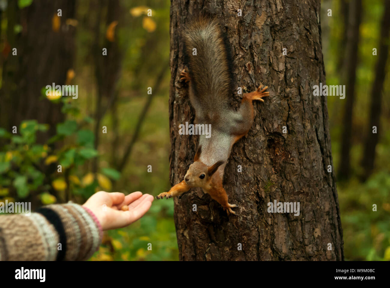 Lustige rote Eichhörnchen, sitzend auf einem Baum, mit seiner Pfote erreicht für die Hand der Frau, auf die sich eine Mutter Stockfoto