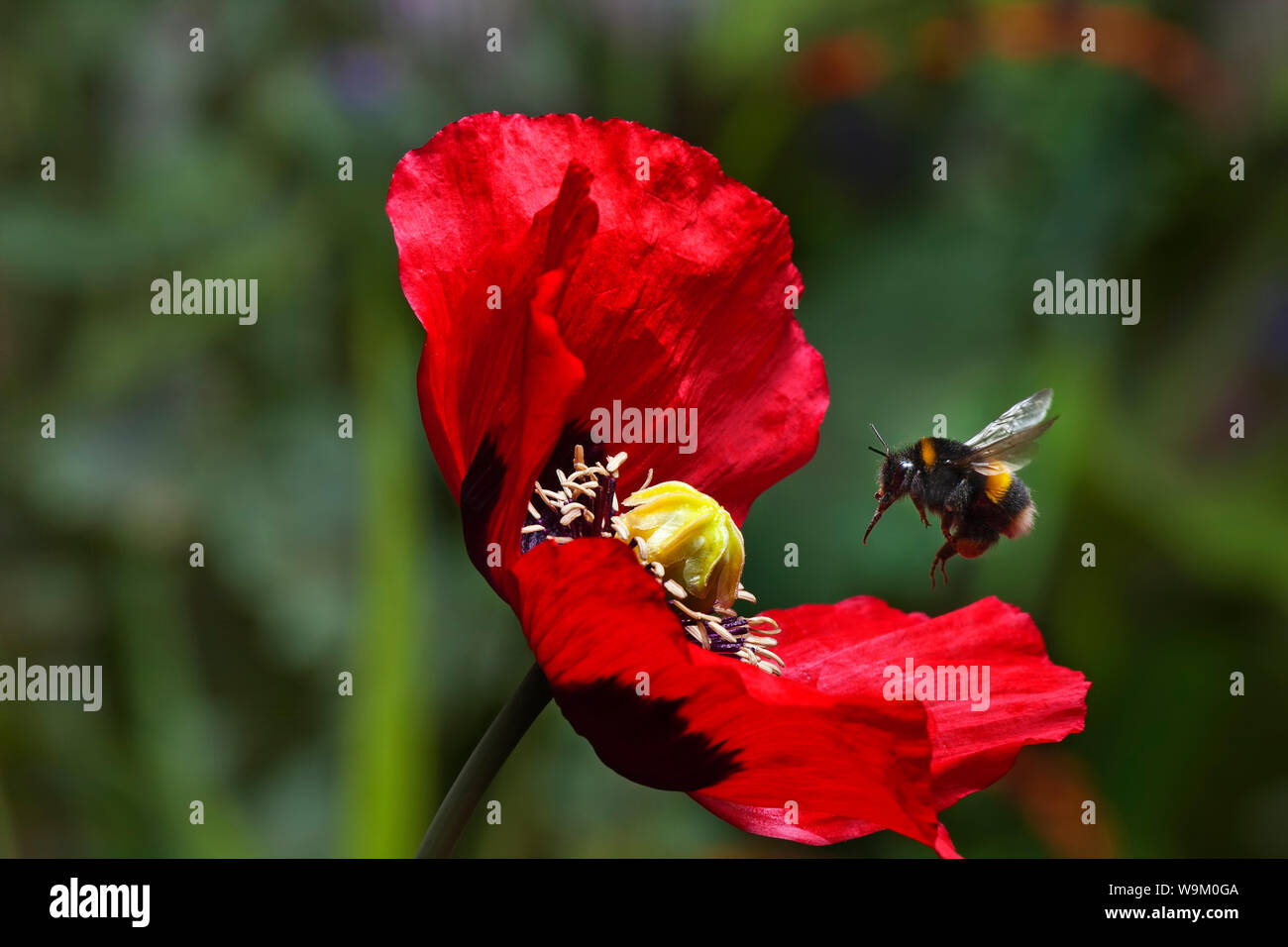 Bumble Bee in eine Mohnblume fliegen Stockfoto