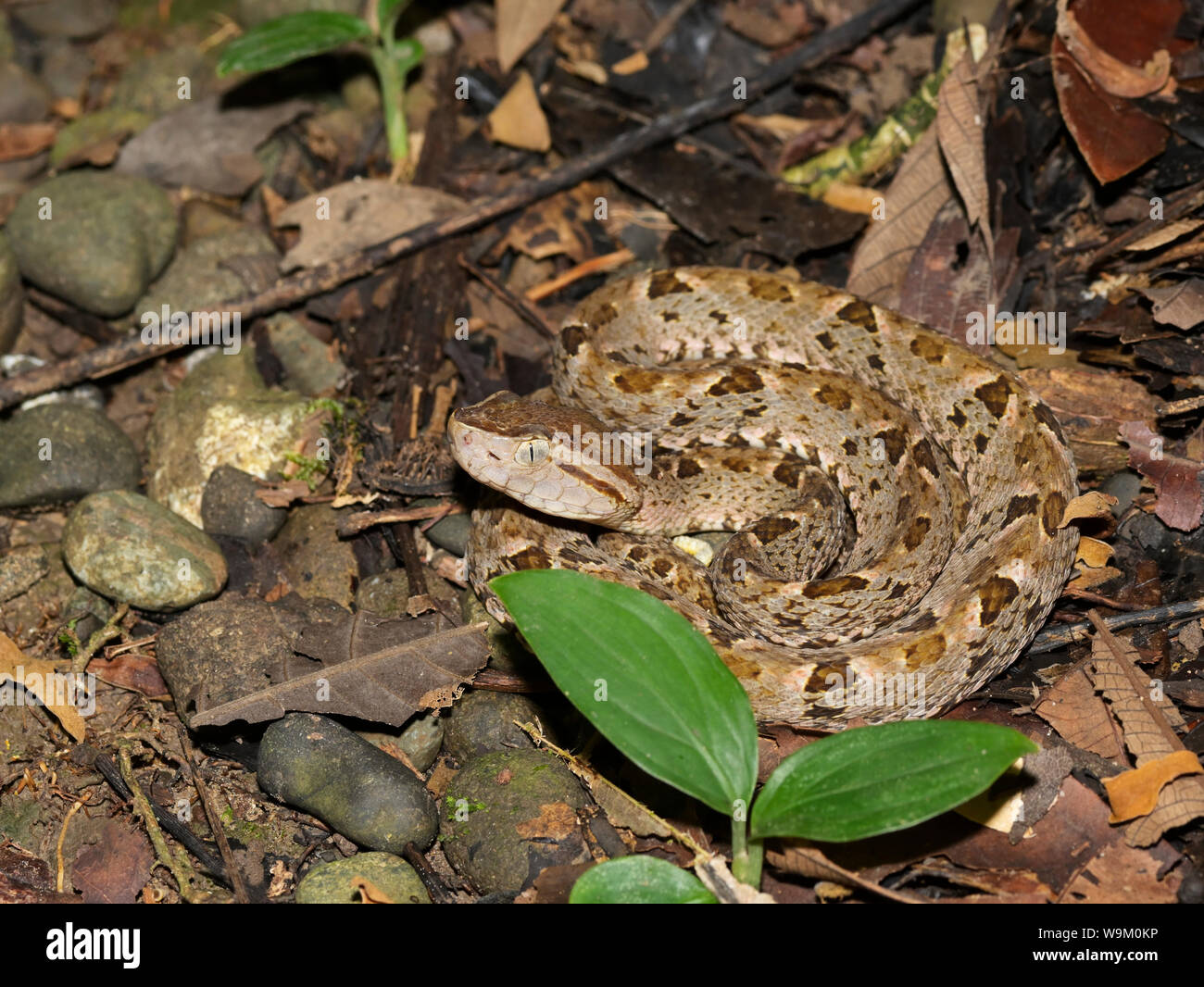 Fer-de-lance, Terciopelo, bothrops Asper, Manuel Antonio Nat Park, CR Stockfoto