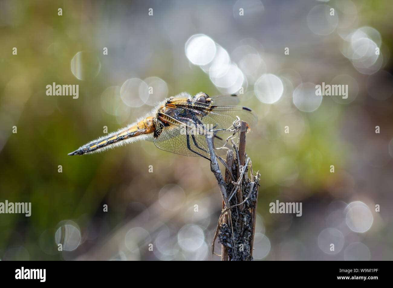 Vier - spotted Chaser Libelle mit seinen Flügeln hat Stockfoto