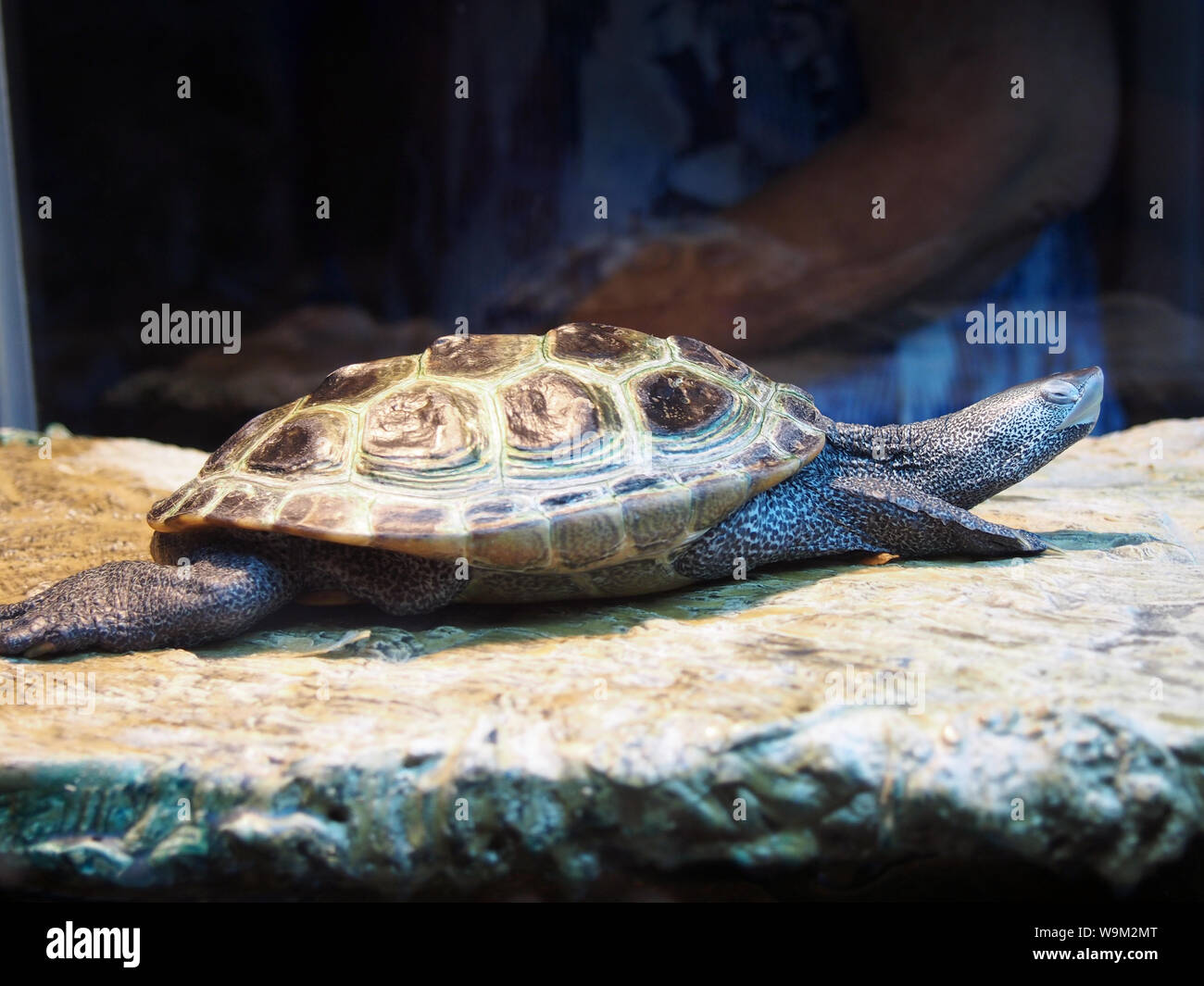 Turtle Probestück an Mote Aquarium, Florida, USA, 6. April 2019, © katharine Andriotis Stockfoto