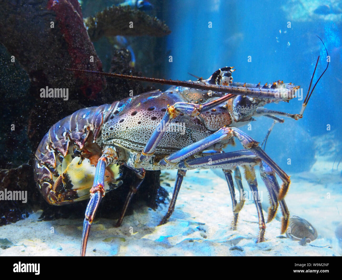 Langusten Probestück an Mote Aquarium, Florida, USA, 6. April 2019, © katharine Andriotis Stockfoto