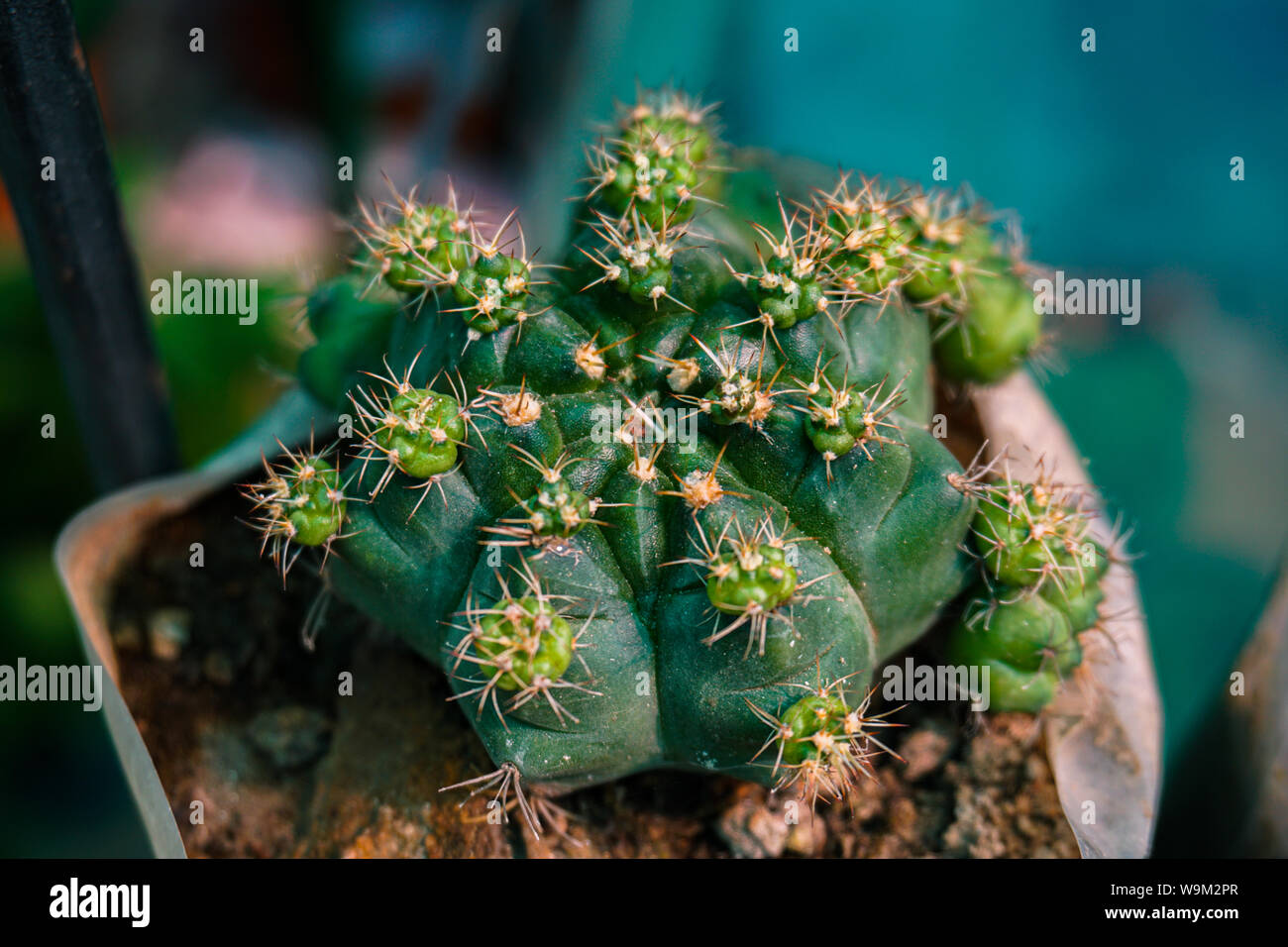 Ein Kaktus ist eine Art einer Pflanze zu heißen, trockenen Klimas angepasst. Pflanzen, die diese Art von Leben Stil xerophytes genannt. Stockfoto
