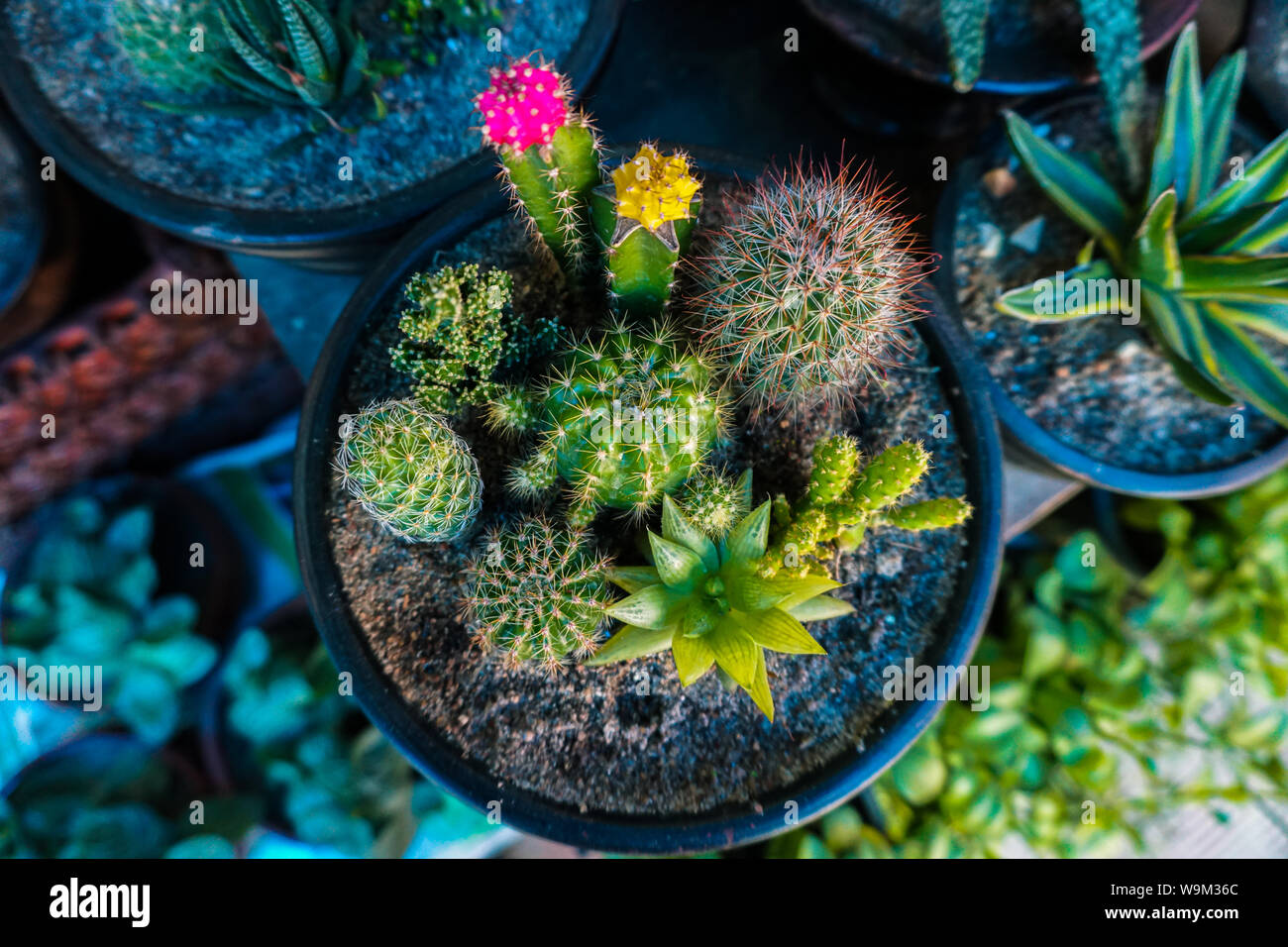 Ein Kaktus ist eine Art einer Pflanze zu heien, trockenen Klimas  angepasst. Pflanzen, die diese Art von Leben Stil xerophytes genannt  Stockfotografie - Alamy