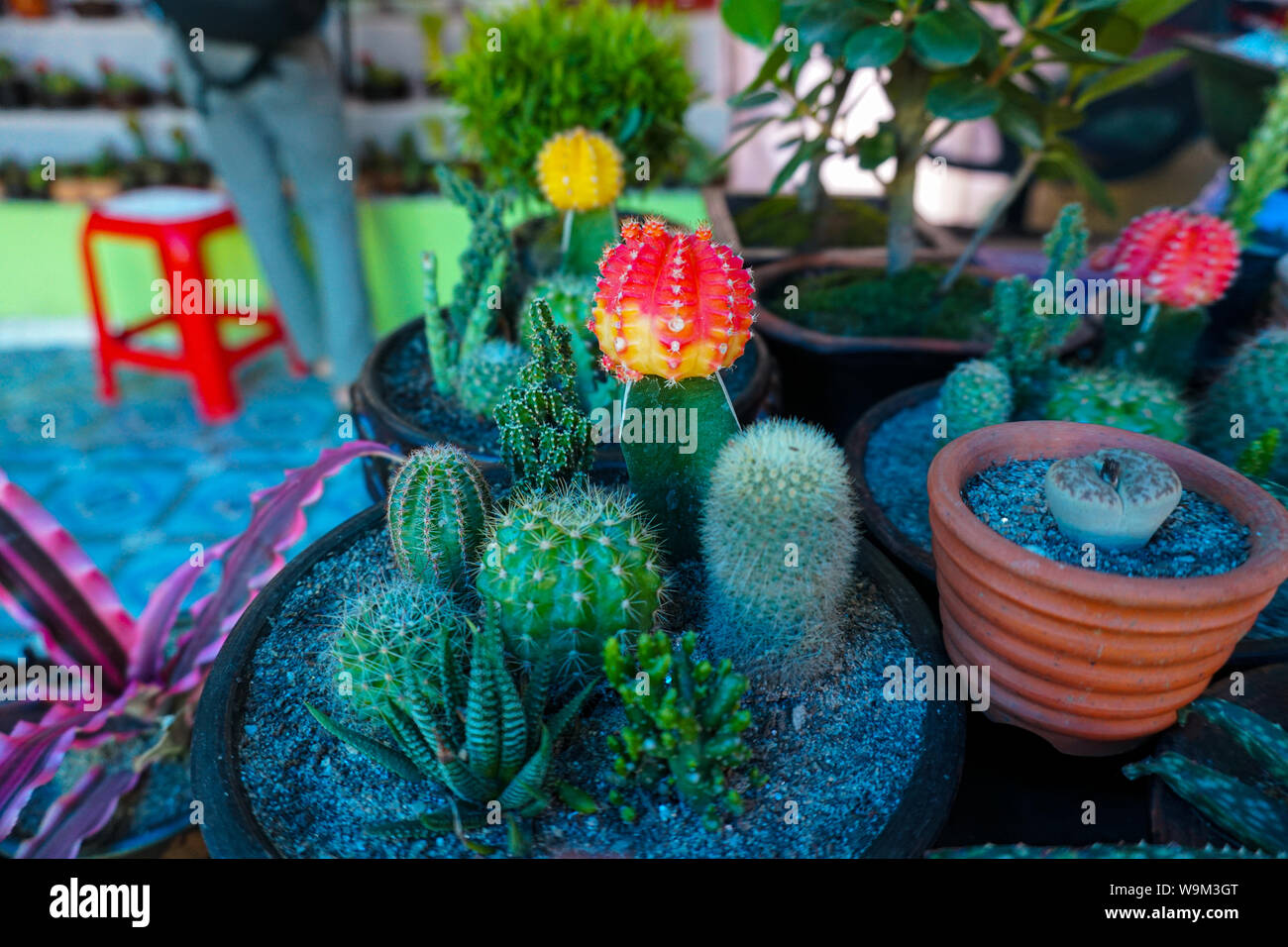 Ein Kaktus ist eine Art einer Pflanze zu heißen, trockenen Klimas angepasst. Pflanzen, die diese Art von Leben Stil xerophytes genannt. Stockfoto