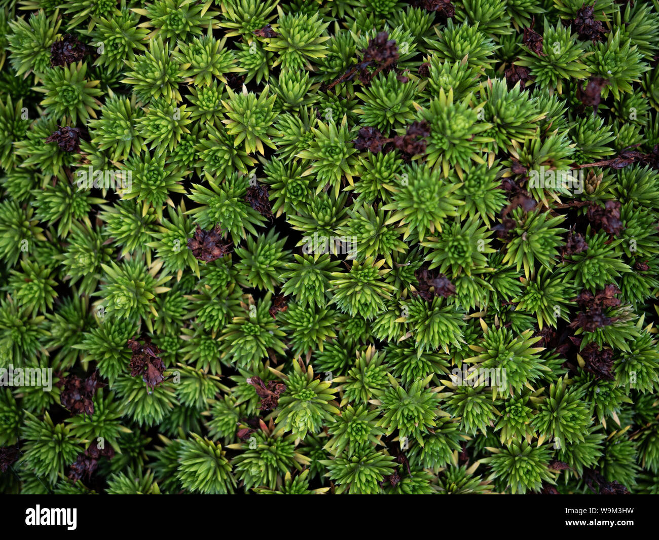 Alpine pflanzen Füllung der Rahmen als abstrakte grün und lila Hintergrund Stockfoto