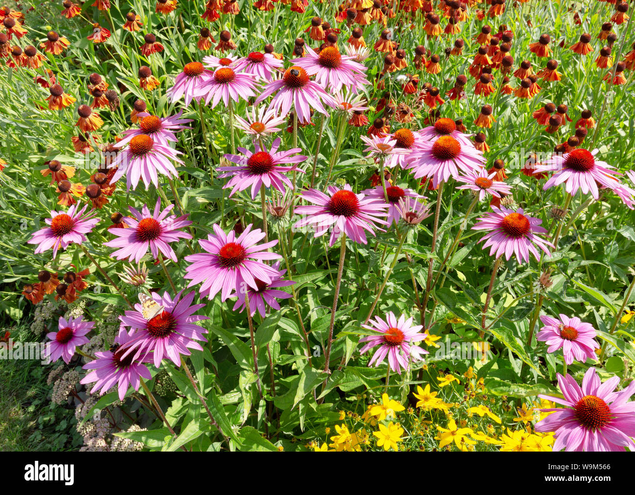 Sonnenhut, Echinacea Purpurea, aka Hedgehog Coneflower oder Östliche Sonnenhut Stockfoto