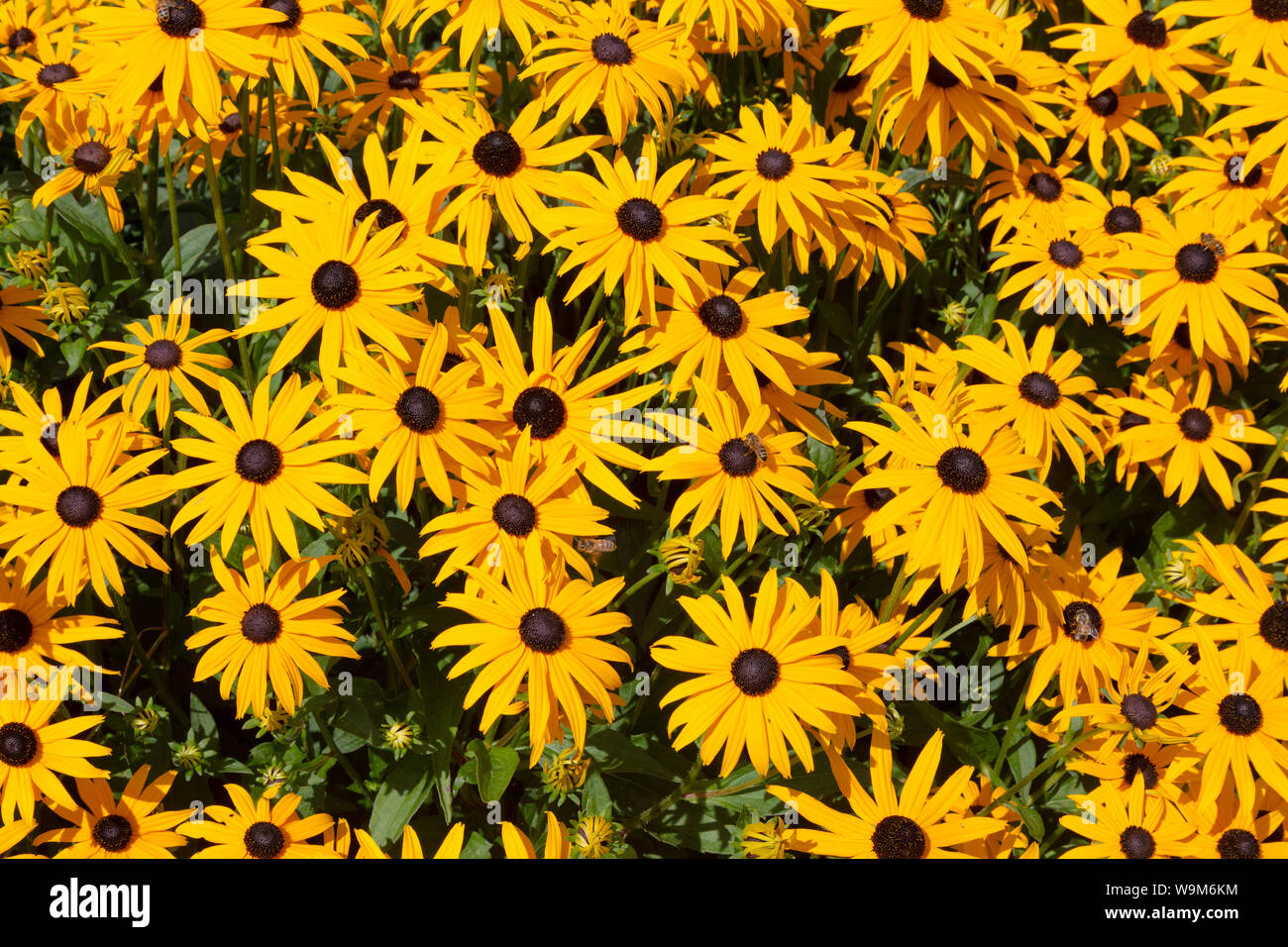 Rudbeckia hirta oder Black Eyed Susan Blumen, gelbe daisy Blüten mit schwarzer Mitte. Stockfoto