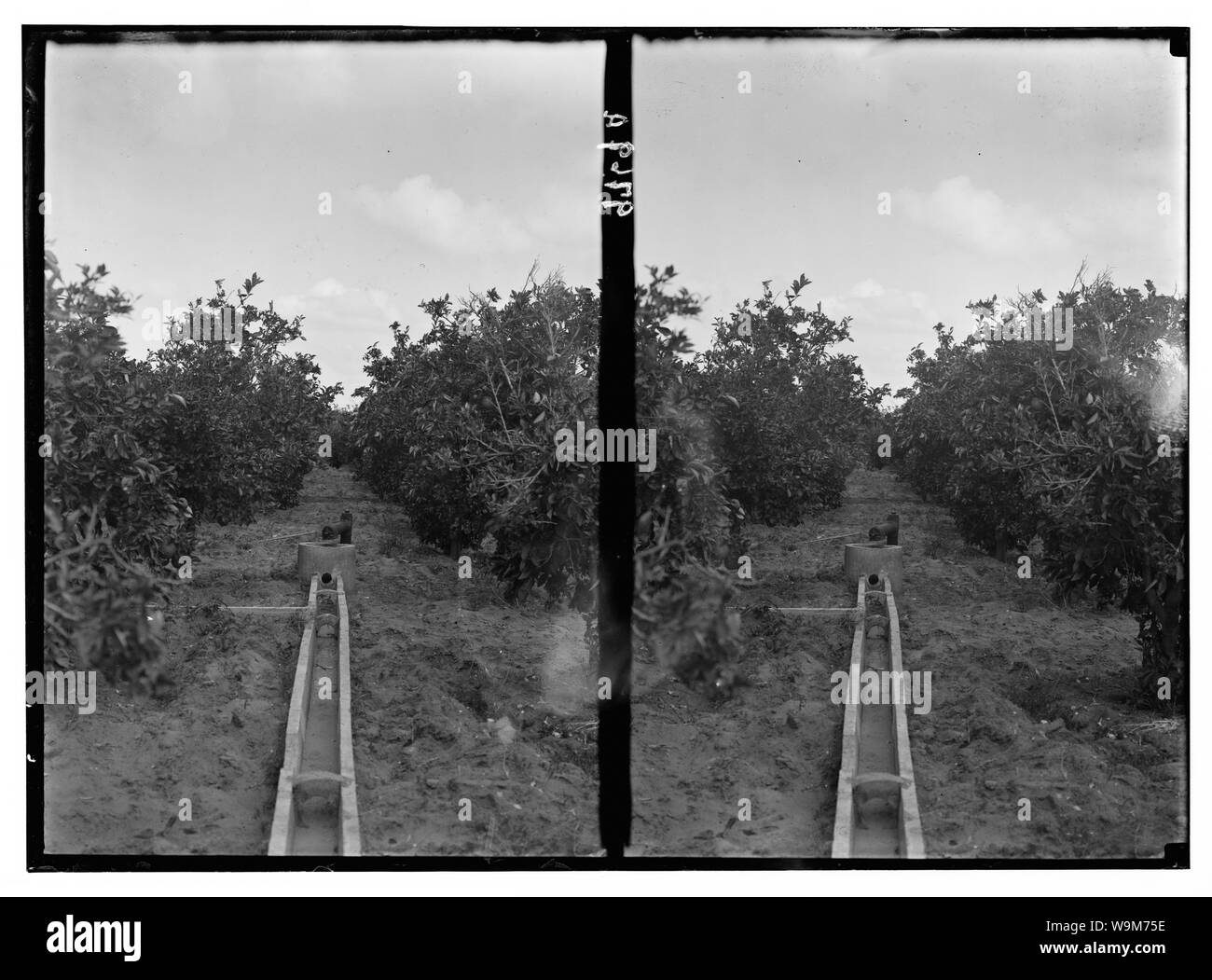 Arabische Orangenhainen bei Bir Salem. Methode der orange Garten bewässern Stockfoto