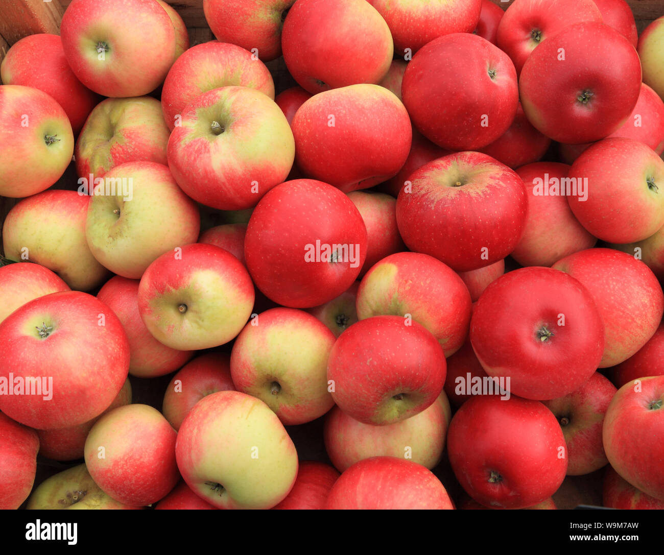 Apple 'Discovery', Äpfel, Sorte, Sorten, Hofladen Anzeige Stockfoto