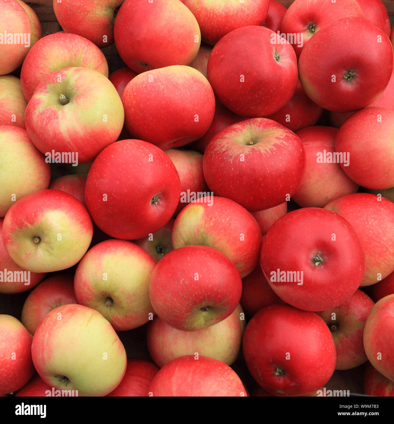 Apple 'Discovery', Äpfel, Sorte, Sorten, Hofladen Anzeige Stockfoto