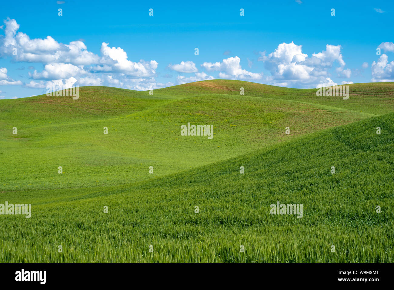 Sonnigen Sommertag im grünen Gras Hügel der Palouse im Staat Washington Stockfoto