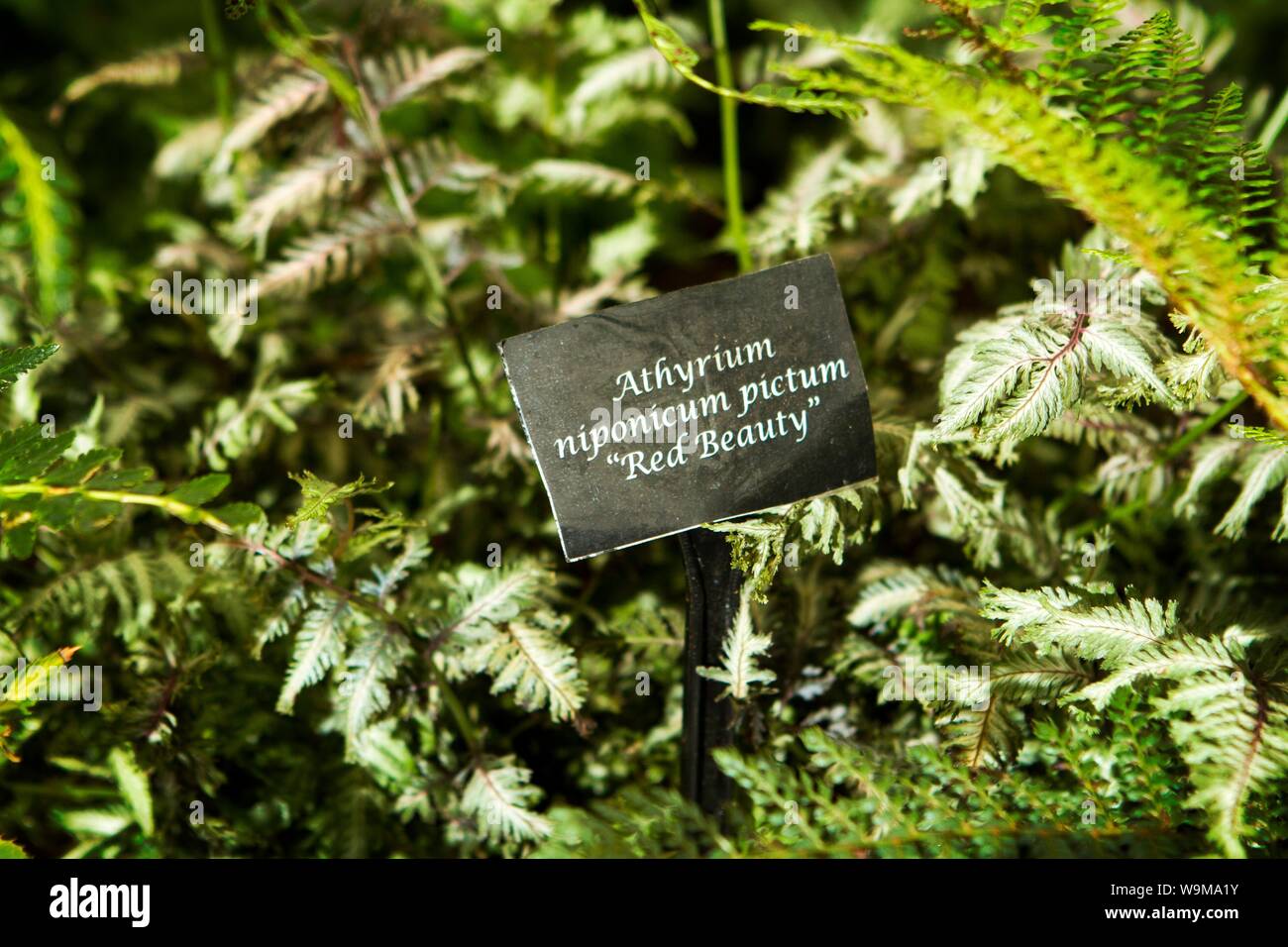 Pictum Athyrium niponicum Japanisch bemalte fern Stockfoto