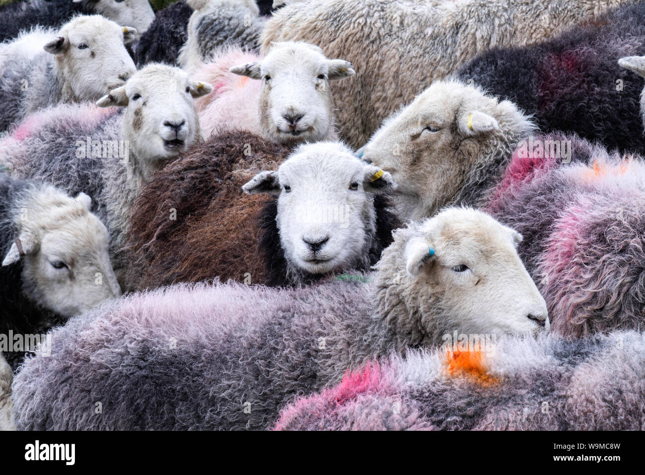 Eine Herde von Herdwick-schafe mit bunten Marke Markierungen und freundliche Gesichter, die traditionell mit der englischen Lake District Fells und Ackerland verbunden Stockfoto