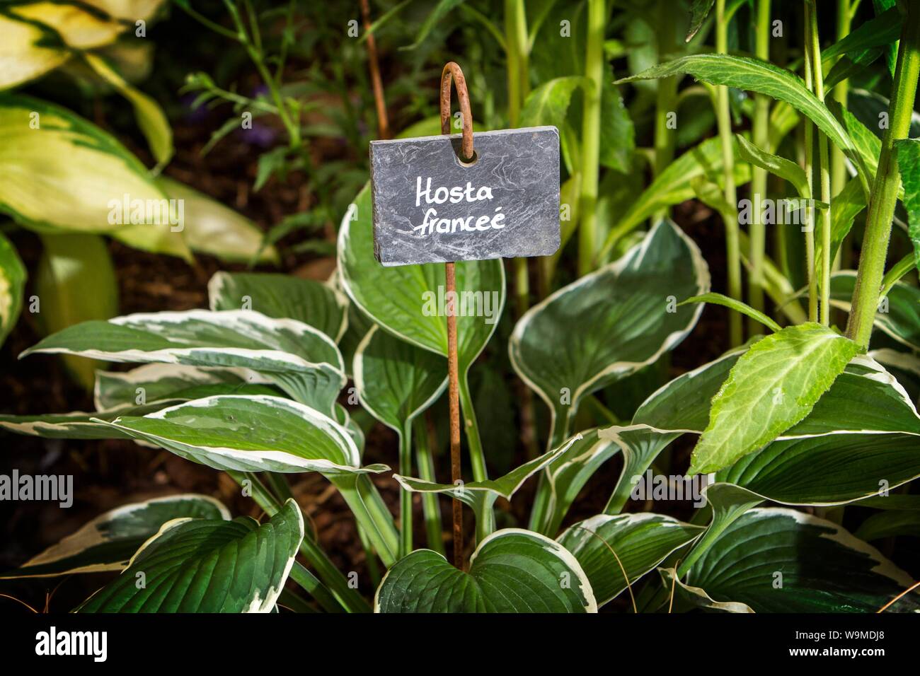 Eine hosta Verlobte Garten Gartenbau pflanze pflanzen Gärten Stockfoto