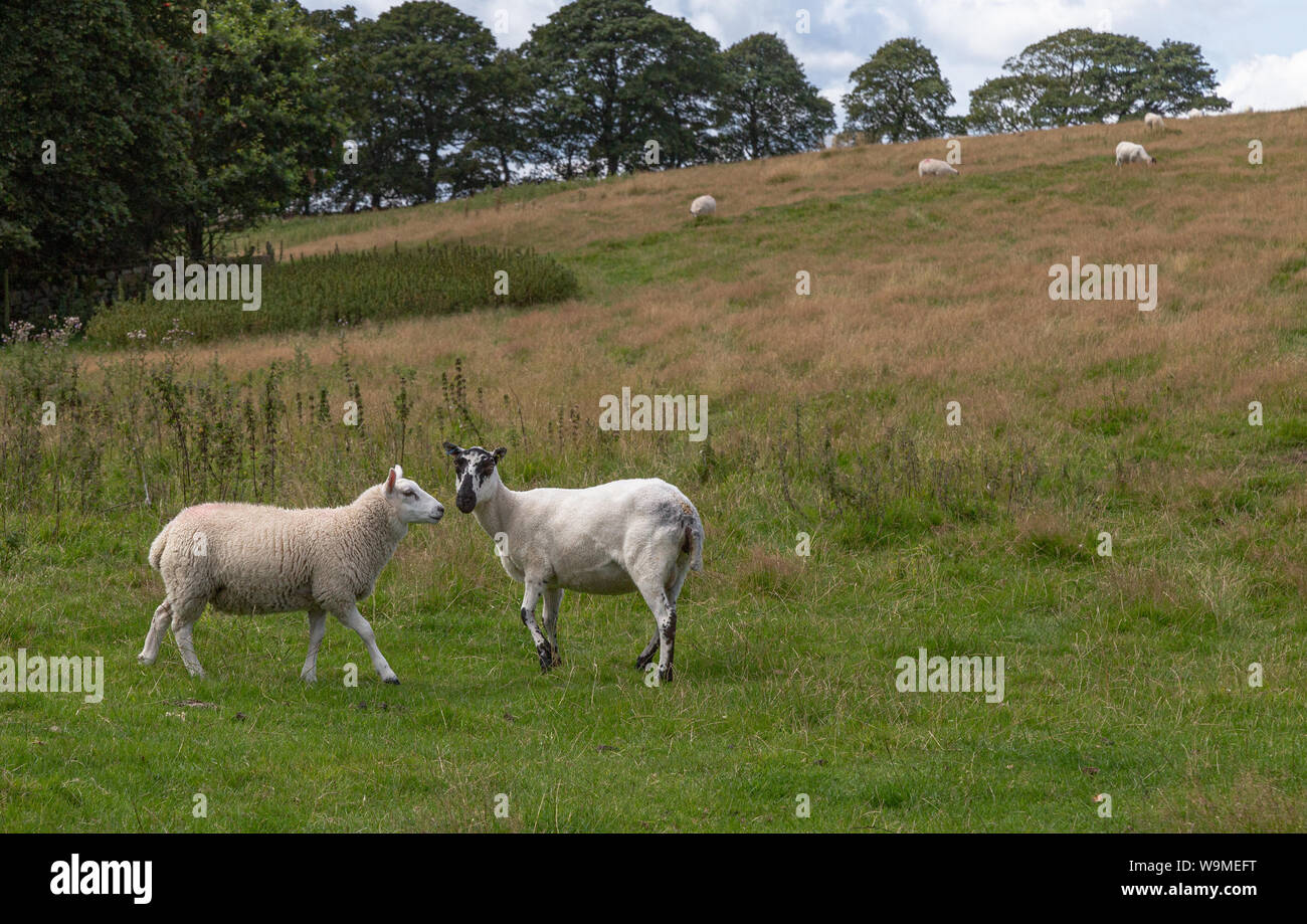 Zwei Schafe - ein geschoren und eines mit einem dicken Fleece - Baildon Moor, Yorkshire, England. Stockfoto