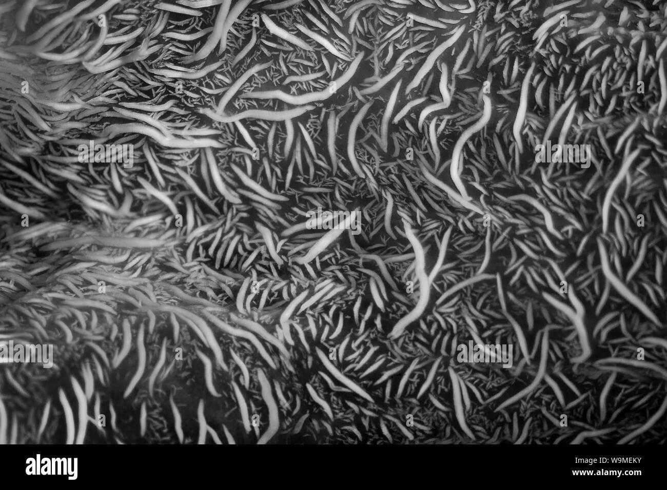 Eine extravagante Tintenfische kriecht über den schwarzen Sand vom Meeresboden in Lembeh Strait, Indonesien. Diese kopffüßer wird gedacht, giftig zu sein und selten gesehen. Stockfoto