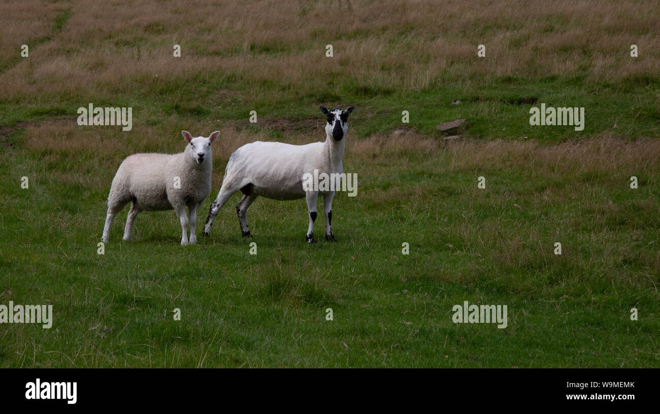 Zwei Schafe - ein geschoren und eines mit einem dicken Fleece - Baildon Moor, Yorkshire, England. Stockfoto