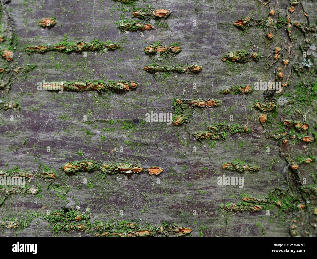 Nahaufnahme von Pflaume Rinde Stockfoto