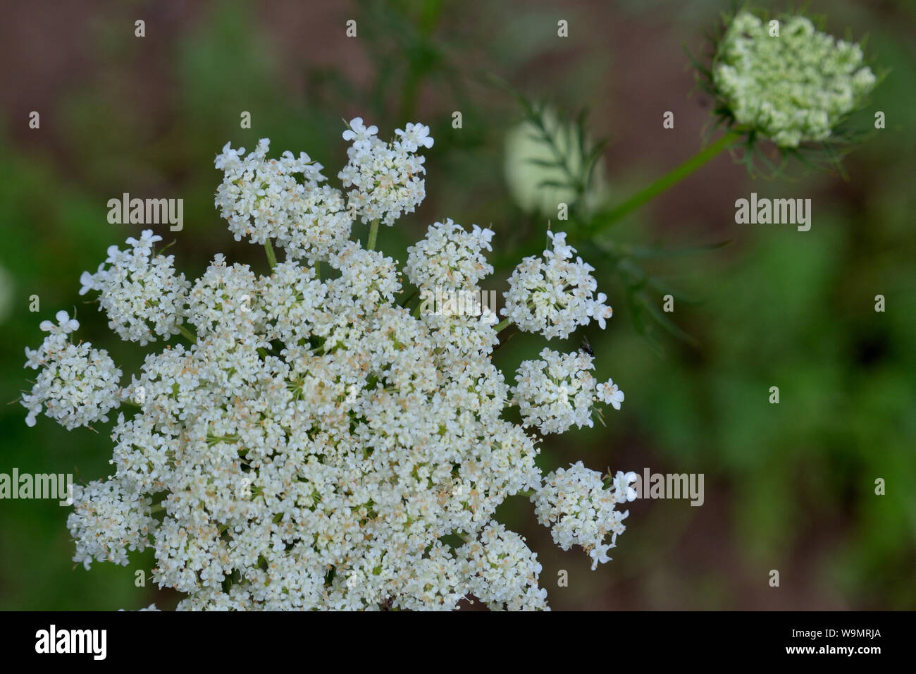 Nahaufnahme der Blüte weiße Schafgarbe Stockfoto
