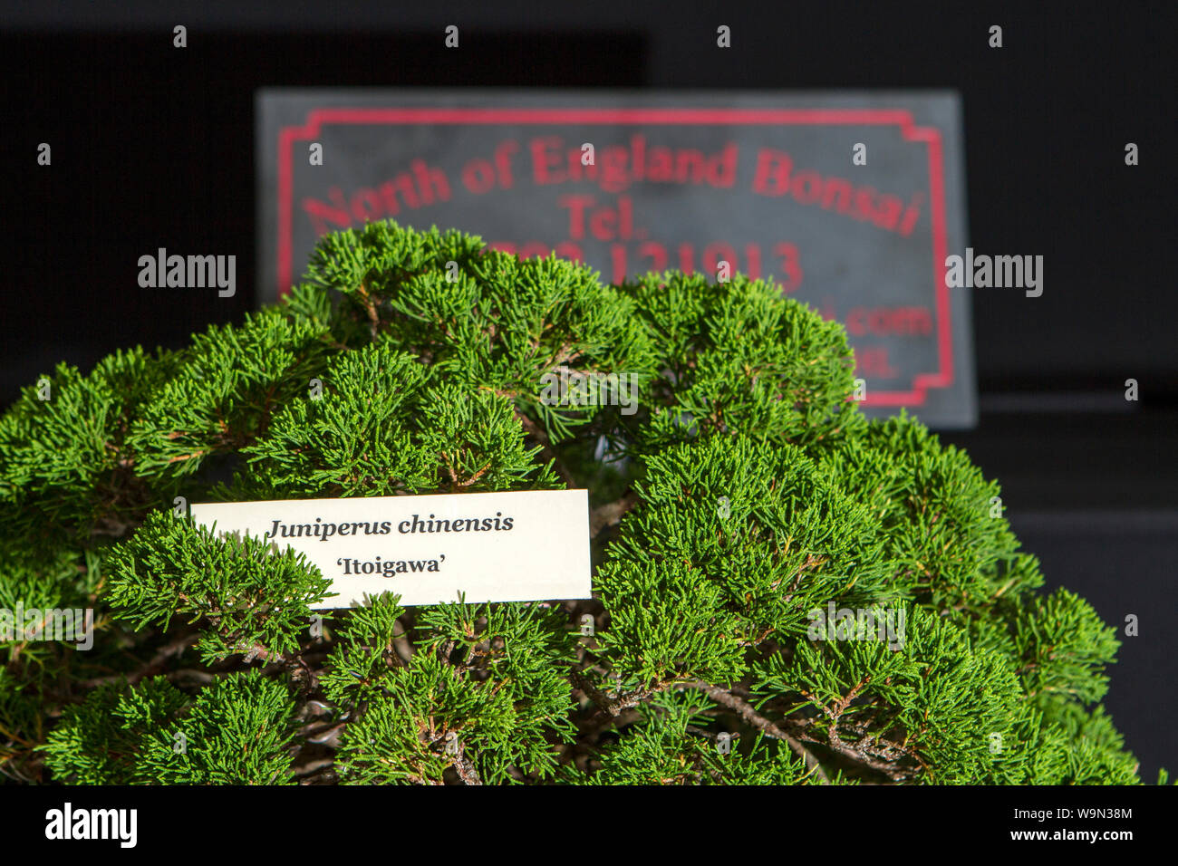 Zwerg Zierbaum Stockfotos und -bilder Kaufen - Alamy