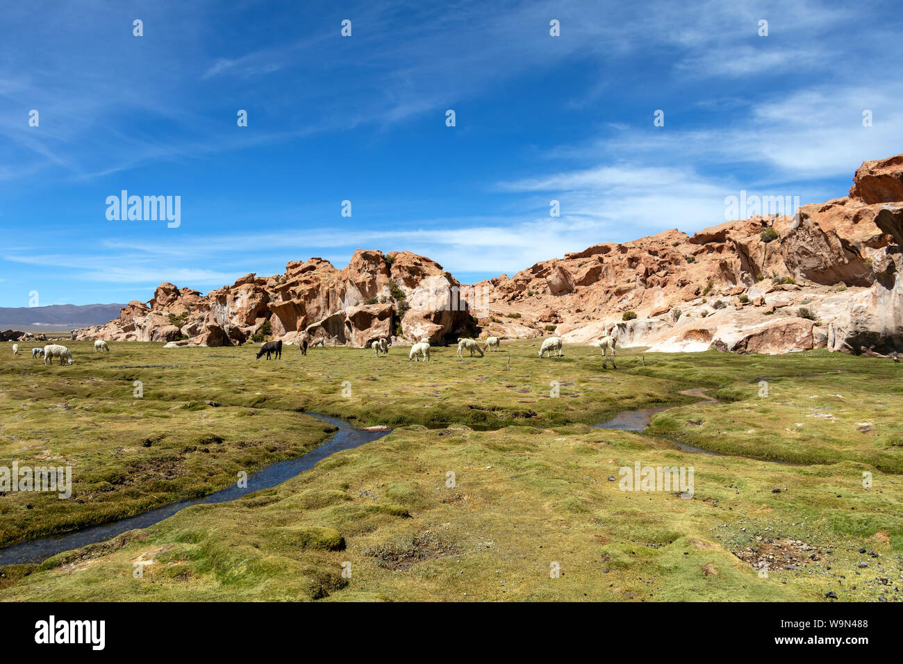 Lamas und Alpakas in ruhiger grüner Landschaft mit geologischen Felsformationen und blauer Himmel auf Altiplano, Anden Boliviens Stockfoto