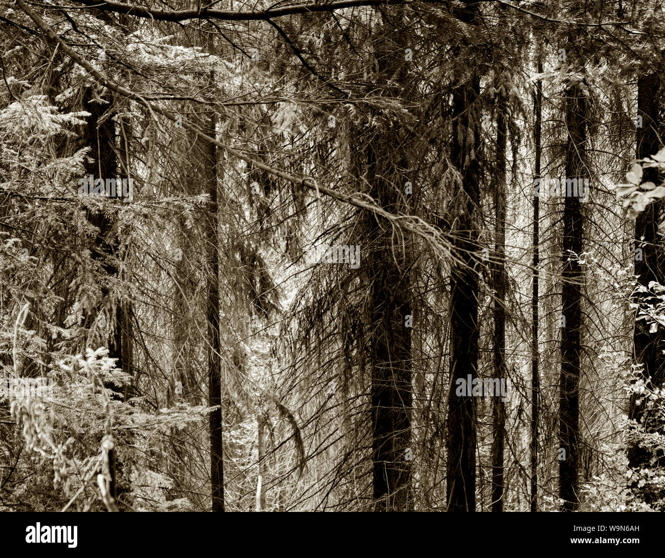 Sepia getont Hohe Tannen im Schwarzwald Stockfoto
