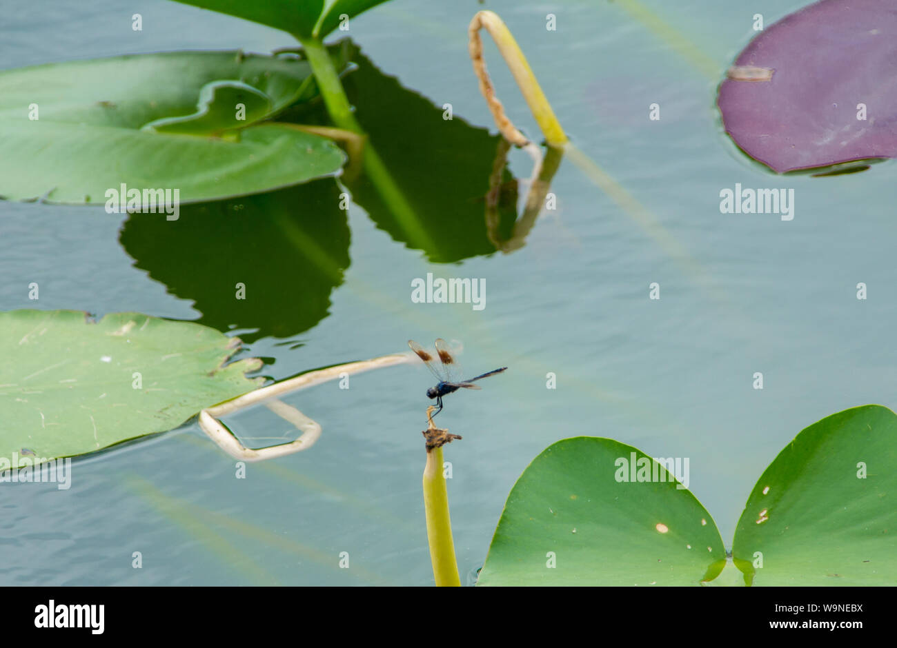 Einen Drachen fliegen ruht auf einem Schaft eine Lilie Blume in der See Stockfoto