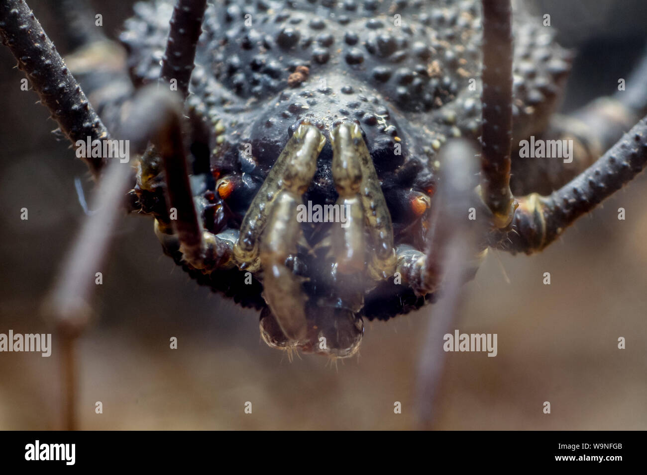 Extreme close-up Daddy Long Legs (Schnitter), Spinne aus Brasilien (Gonyleptidae) Stockfoto
