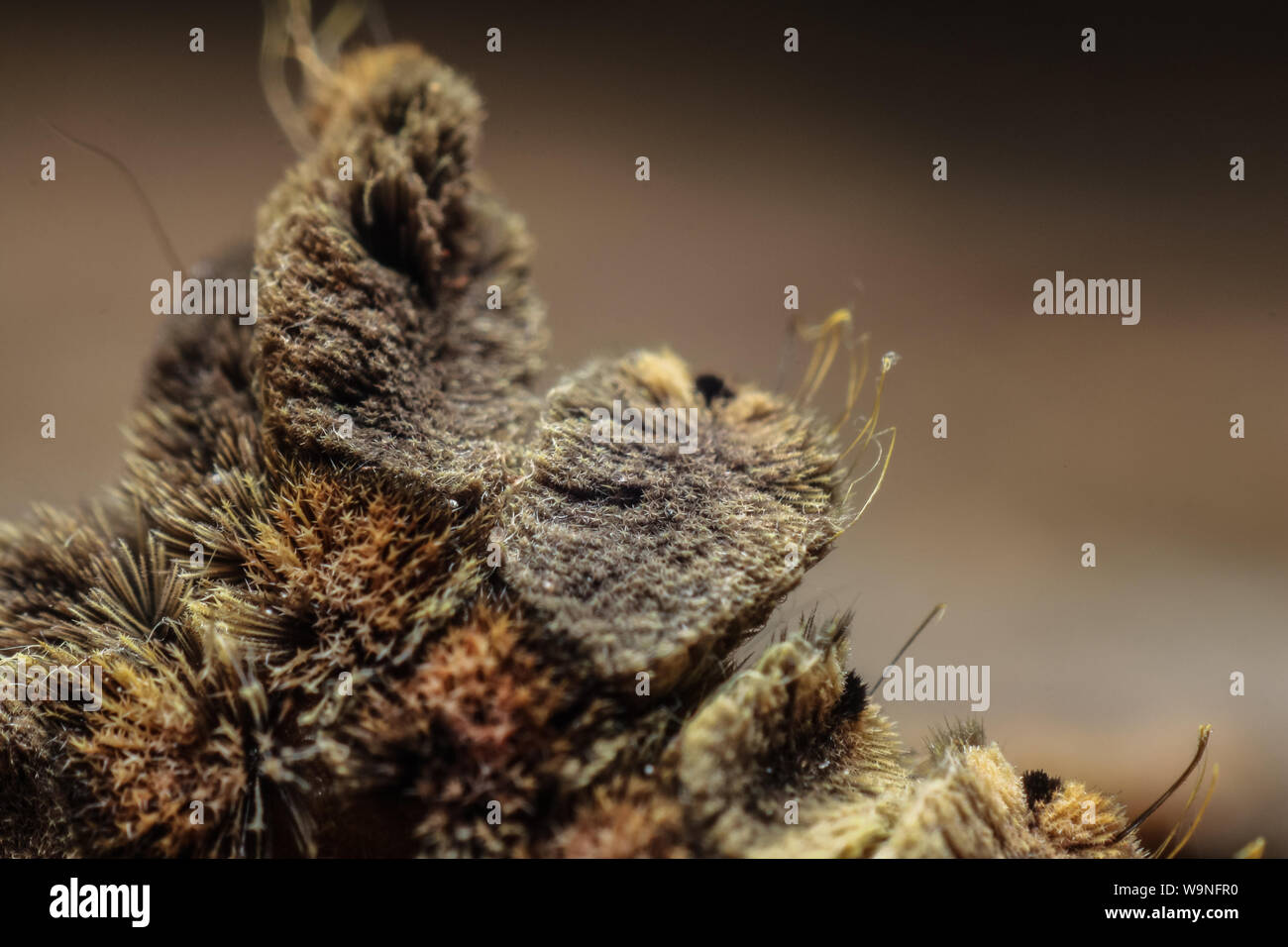 Nahaufnahme einer Motte mit Detail auf dem Insekt Haare (setae), Lepidoptera fom Brasilien Stockfoto