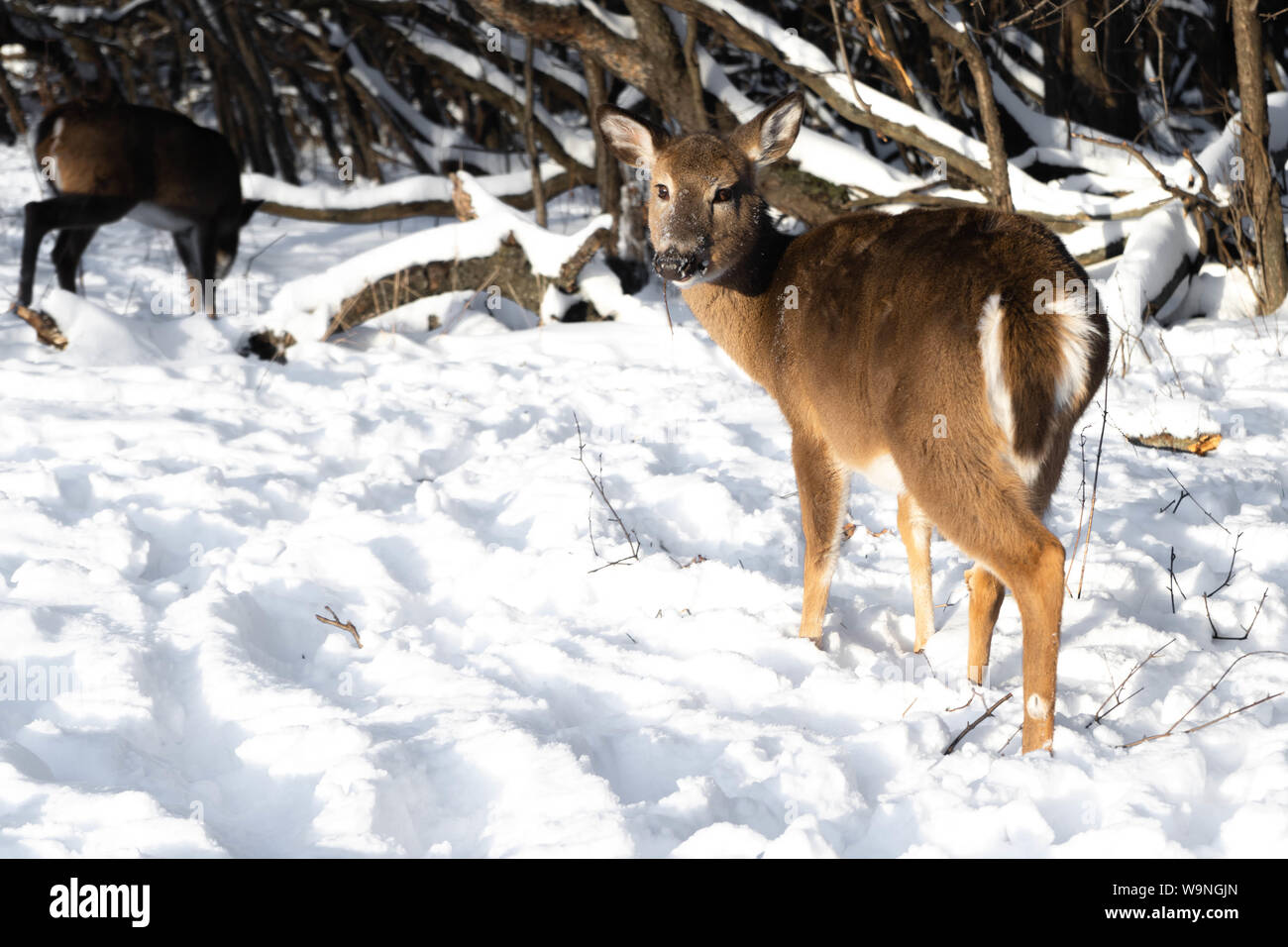 Nette junge flauschige Rotwild Spaziergänge in der verschneiten Wald und direkt in die Kamera, Schiller Park, IL Stockfoto