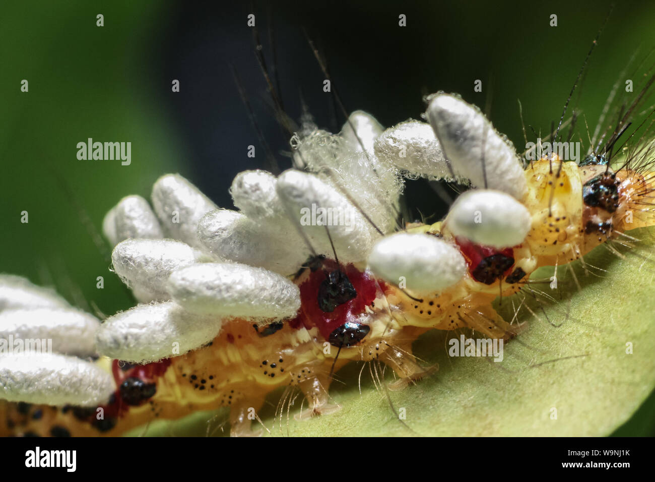 Parasited Caterpillar mit Wasp Puppen, Insekt auf ein Blatt von einem tropischen Garten in Brasilien Stockfoto