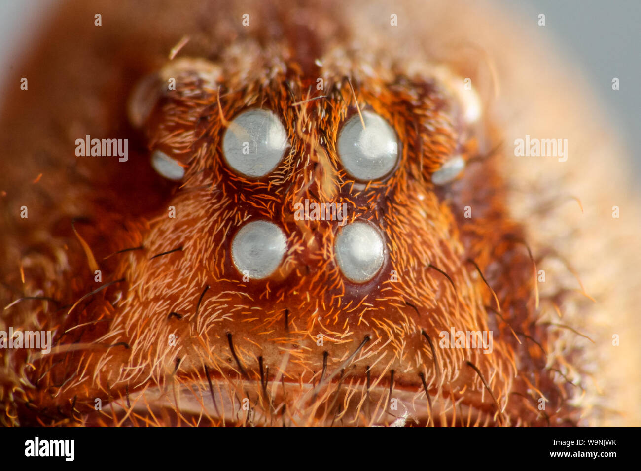 Brasilianische wandering Spinne (Phoneutria) Augen auf eine leere Exoskelett (arachnid exuvia) Stockfoto