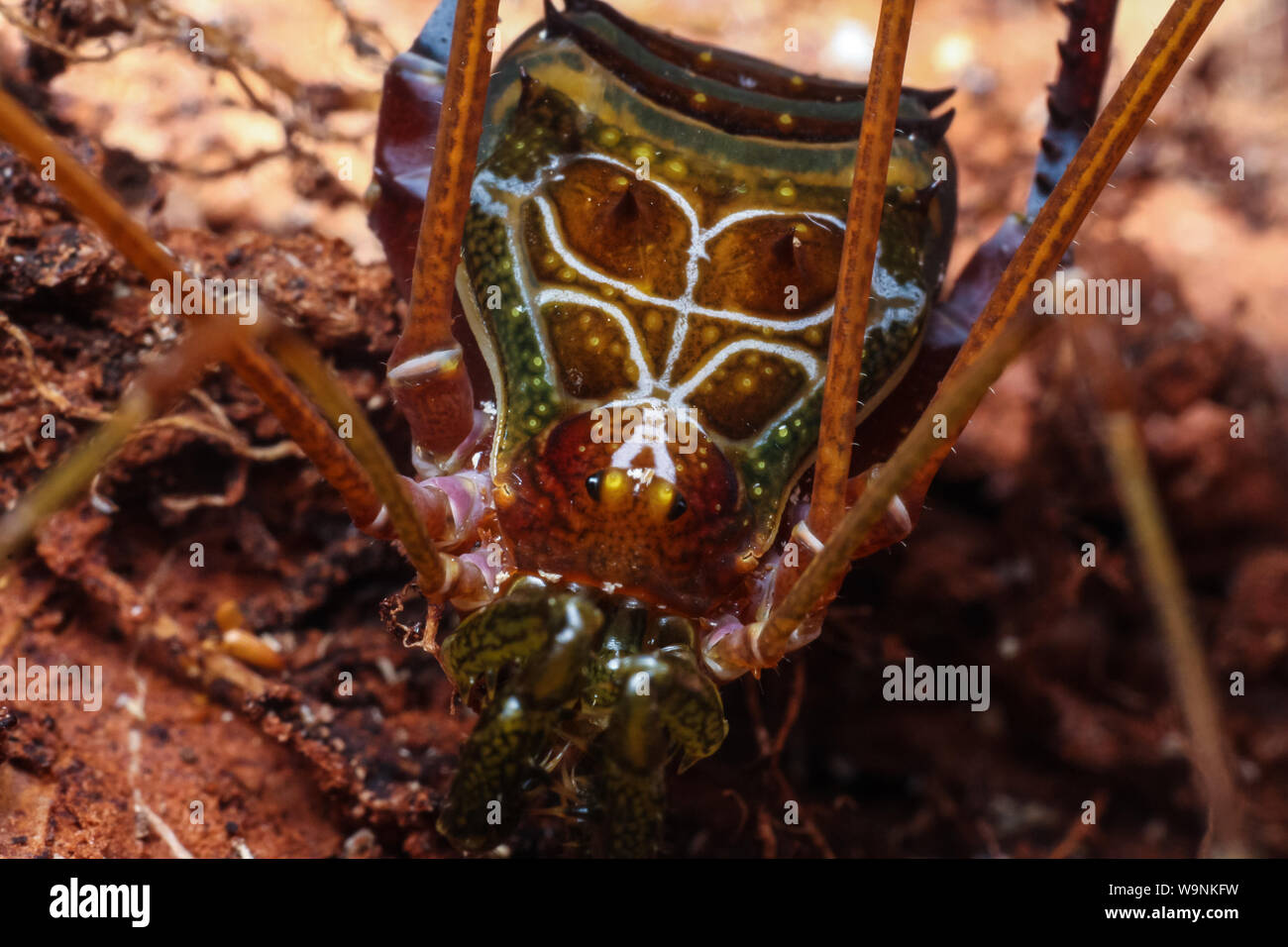 Brasilianische Schnitter (Daddy Long Legs) mit kunstvollen Mustern (Gonyleptidae, Mitobatinae) Stockfoto