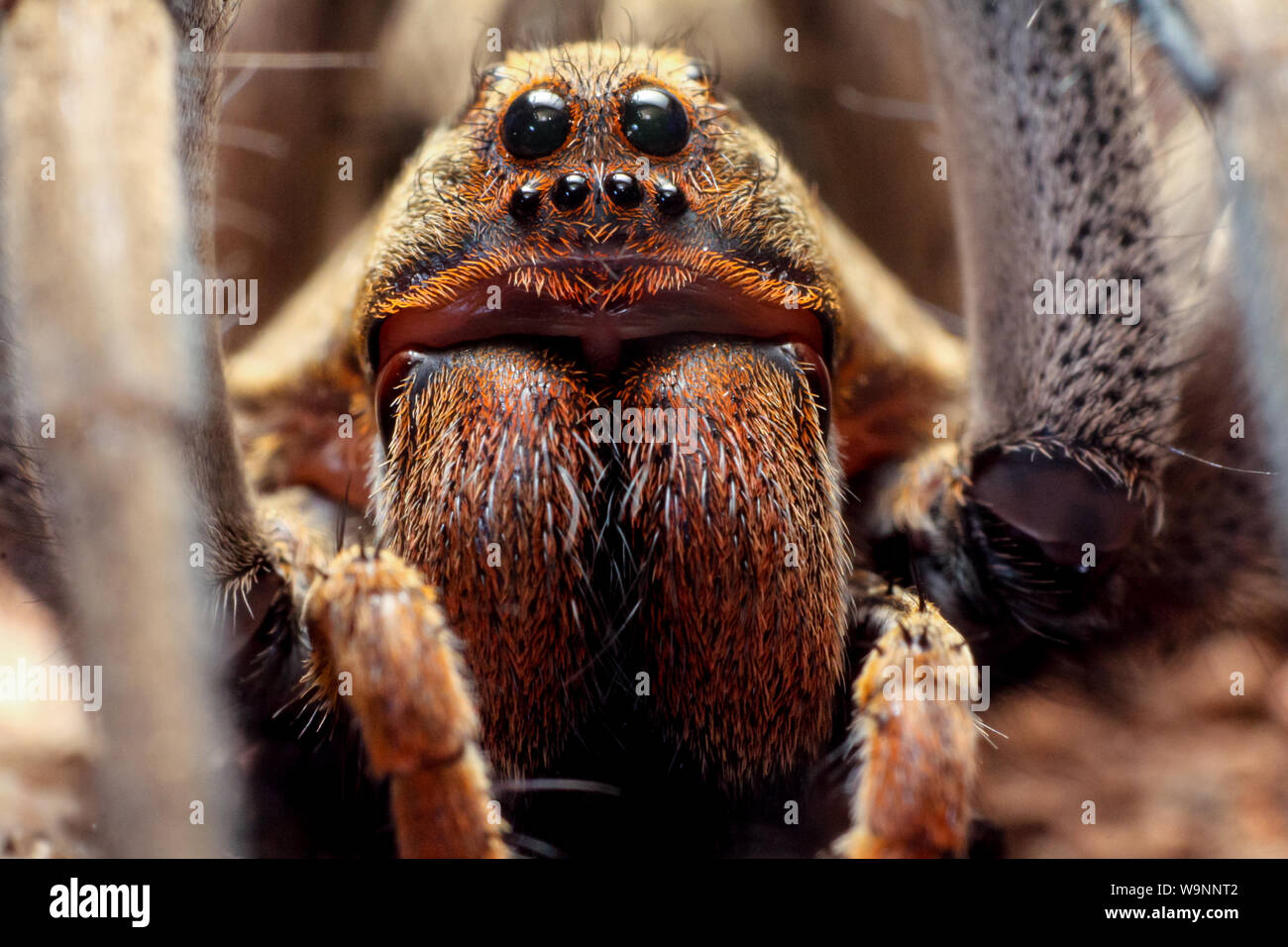 Nahaufnahme einer wolf spider (Lycosidae, Lycosa erythrognatha) häufig in Gärten, arachnid Augen im Detail Stockfoto
